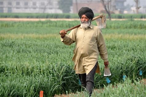 Itmenaan Lodges Punjabiyat: Farming in Rural Punjab, India - Visit ...