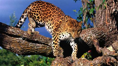 Amur Leopard Doubles in Number, WWF Experts Say | Biology | Sci-News.com