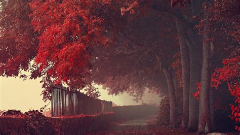 Landscape Of Leafed Red Forest Trees 4K HD Nature Wallpapers | HD Wallpapers | ID #42218