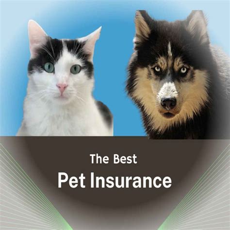 The Best Pet Insurance Companies in Canada for July 2023 - Financebuss.Com - We Provide Great ...