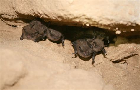 British Bats - Learn about Bats in the UK