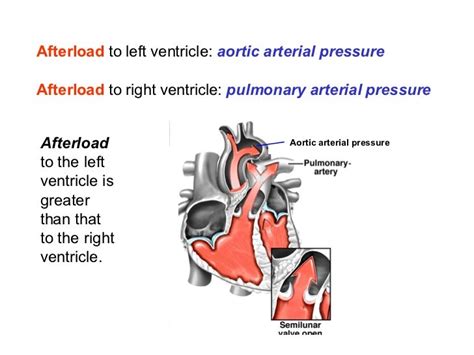 A heart physiology