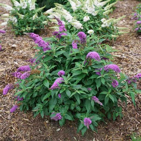 Buddleia - Pugster Periwinkle Butterfly Bush - Sugar Creek Gardens