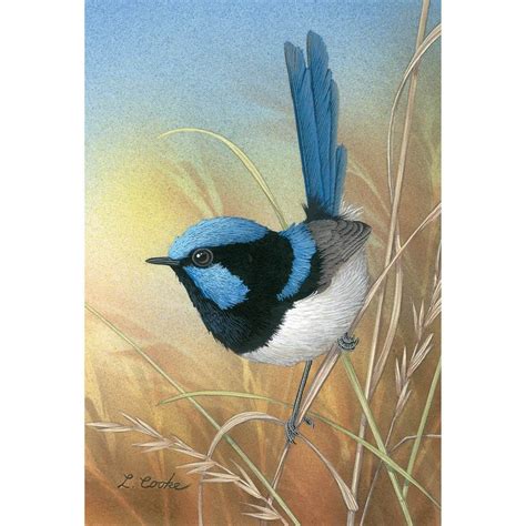 LC08 Superb Blue Wren | Watercolor bird, Bird art, Australian art