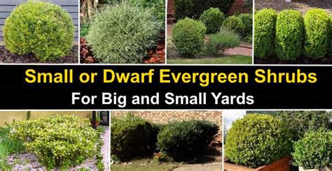 90 Small or Dwarf Evergreen Shrubs (With Pictures and Names)