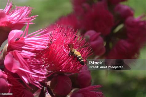 Entomophily Or Insect Pollination Stock Photo - Download Image Now - Animal, Animal Wildlife ...