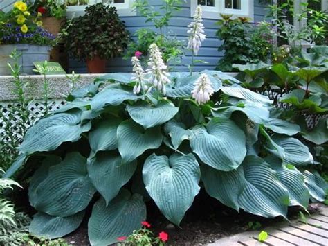 28 Big Leaf Outdoor Plants | Large Foliage Plants - Garden