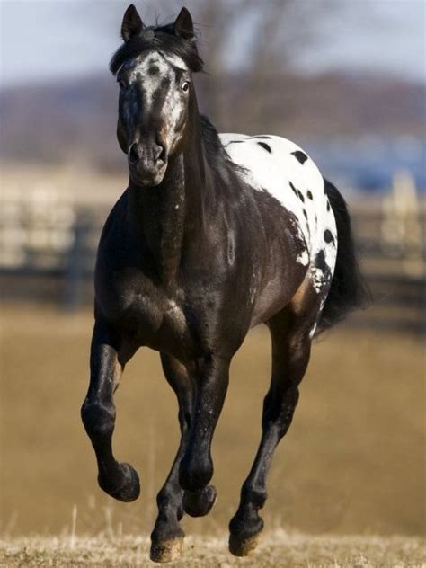 Idaho State Horse| Appaloosa