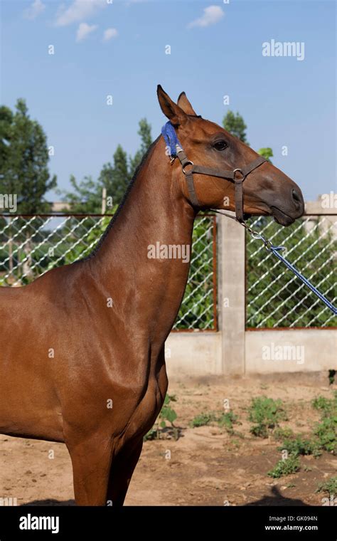 Ferghana horse Stock Photo - Alamy