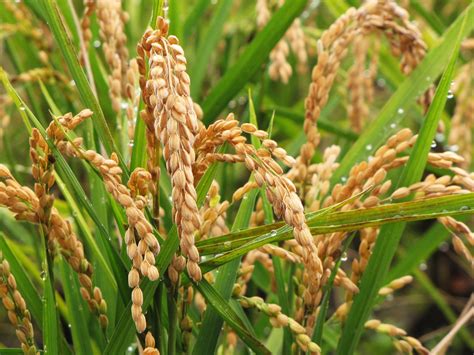 Golden rice | Description, GMO, Genetic Engineering, Controversy, History, & Facts | Britannica