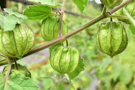 Physalis: types, growing & harvesting - Plantura