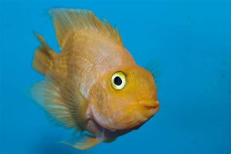 White Parrot Or US Parrot Cichlid In Aquarium Stock Photo - Image of freshwater, american: 14554124