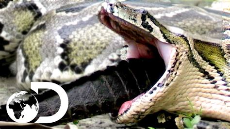 Python Eating Human Video