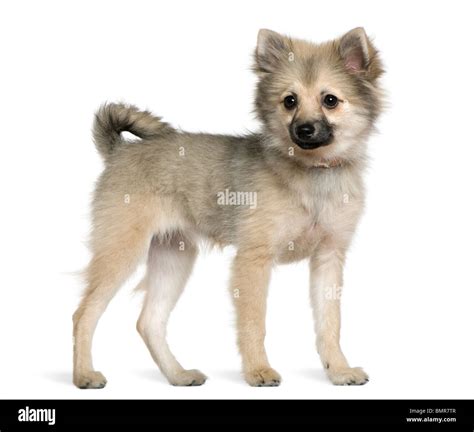 German spitz dog hi-res stock photography and images - Alamy