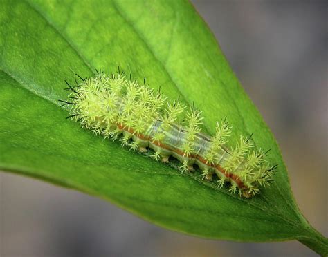 IO Moth Caterpillar Do Not Touch Photograph by David and Carol Kelly - Pixels