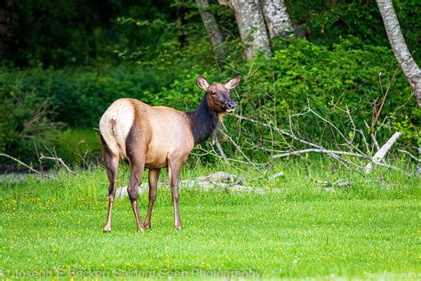 Dosewallips State Park - Wildlife photo spot, Brinnon