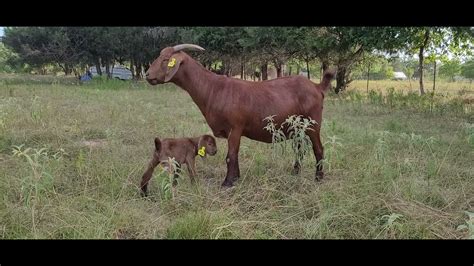 BABY GOAT PLAYING WITH MOM - YouTube