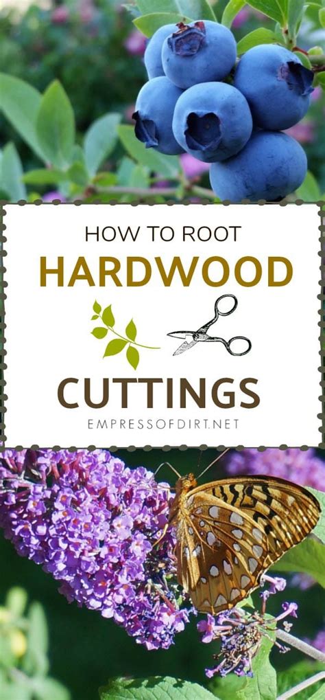 40 Shrubs & Vines to Grow from Hardwood Cuttings | Fall & Spring | Empress of Dirt