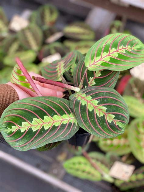 Prayer Plant "Maranta Leuconeura" | The Watering Can Flower Market