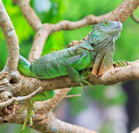 IGUANA (Características, Cuidado de iguanas domésticas, Qué comen...)