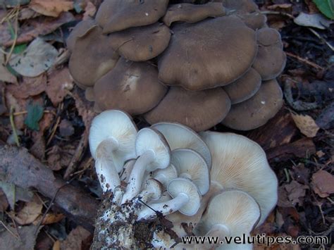 Lyophyllum decastes, tuhkatupaskynsikäs @ Natural Fungi in Finland