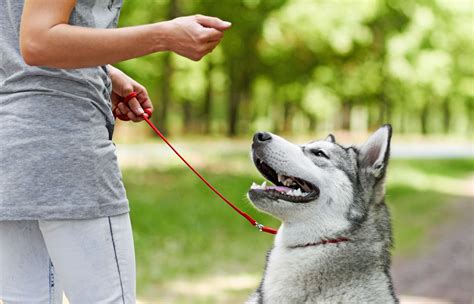 Dog Training: Puppy and Adult Dog Training Classes | PetSmart