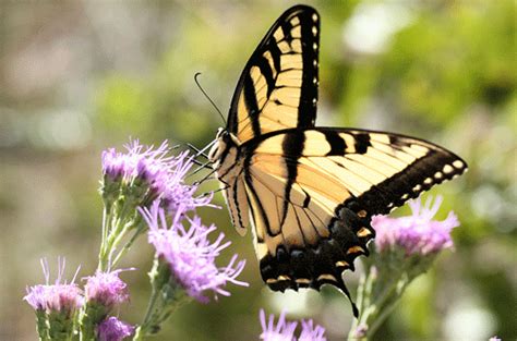 tiger swallowtail - Papilio glaucus L.