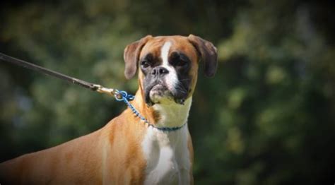 Boxer Dog Health Issues & Problems | Canna-Pet®