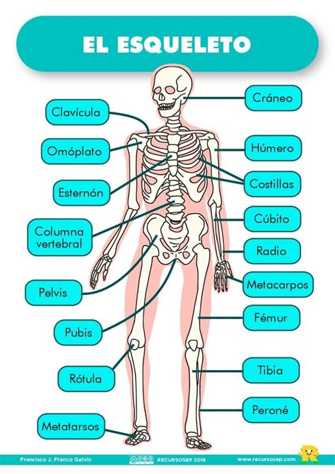 EL ESQUELETO: láminas para el aula y fichas para el alumno (ES/EN) | Anatomía del esqueleto ...