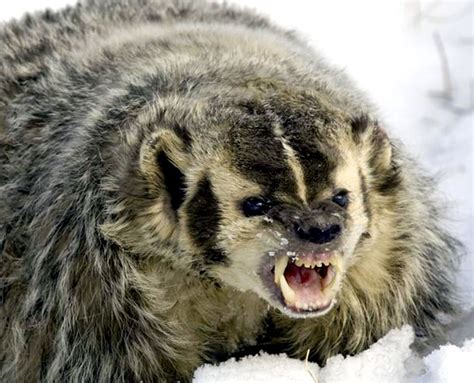 angry badger | Badger | Pinterest | Snowball, The o'jays and Dips