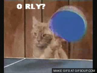 Ping Pong o rly ya rly cats playing tennis. Never. Gets. Old. Cats ...