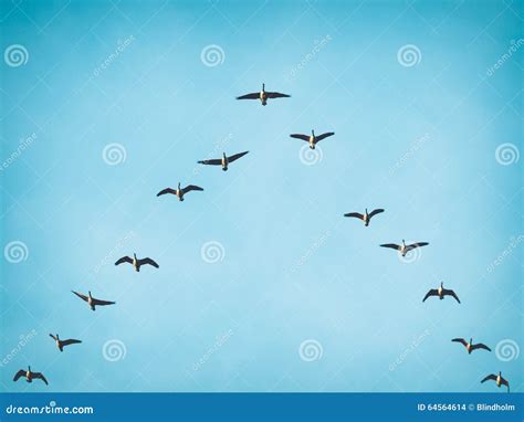 Flying Canada Geese in V Formation Stock Photo - Image of geese, leader ...