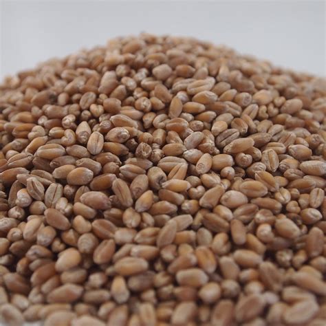 Wheat Seeds | Biology Supplies - Darwin Biological