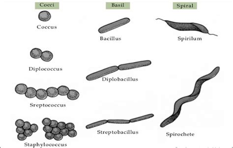 Gambar Contoh Bentuk Bakteri dan Penjelasannya - Asalasah