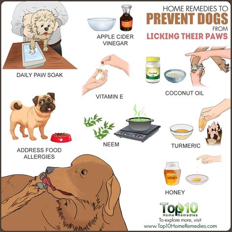 Dog Skin Allergies Home Remedies - All You Need Infos