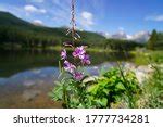 Purple Flower at Rocky Mountains National Park, Colorado image - Free stock photo - Public ...