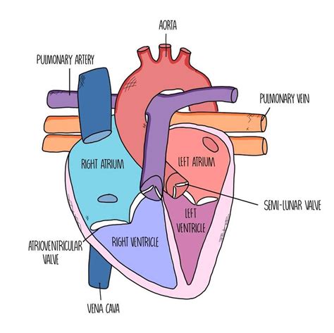 heart diagram simple - Puzzle Factory