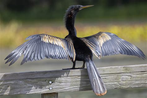 Is this the ugliest bird? Anhinga, or snake bird, haunts bayous