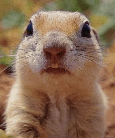 Prairie Dog GIF - Find & Share on GIPHY