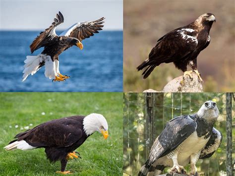 Types Of Eagles With Pictures And Names - Infoupdate.org