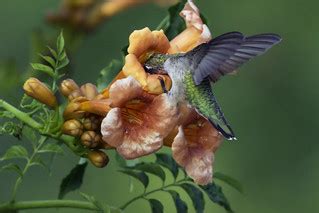 Ruby-throated Hummingbird | www.allaboutbirds.org/guide/ruby… | Flickr