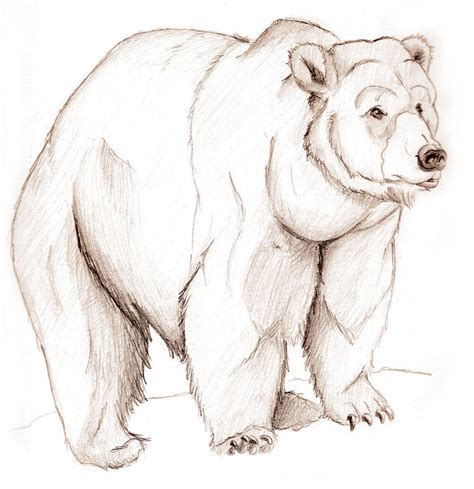 Bear sketch.. by UrsusArctos on DeviantArt