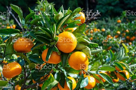 Fresh Satsuma Orange Mikan Citrus Unshiu On The Tree In An Orchard In Karatsu Japan Stock Photo ...