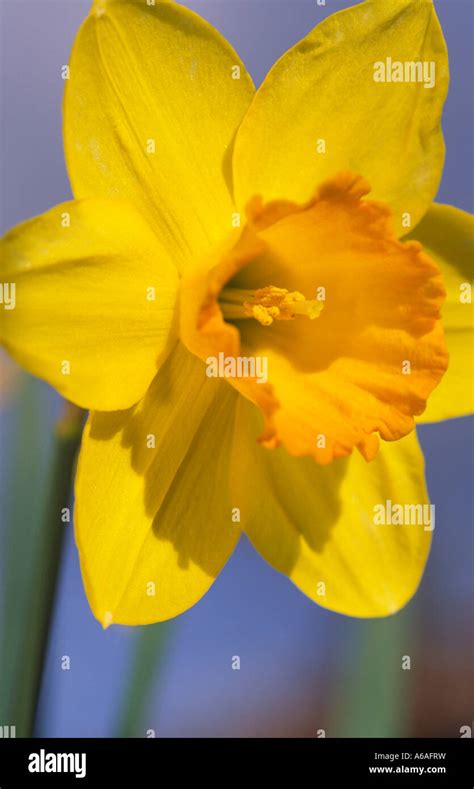 The national emblem symbol of Wales the daffodil Stock Photo - Alamy