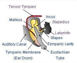 Evolution of mammalian auditory ossicles - Alchetron, the free social encyclopedia