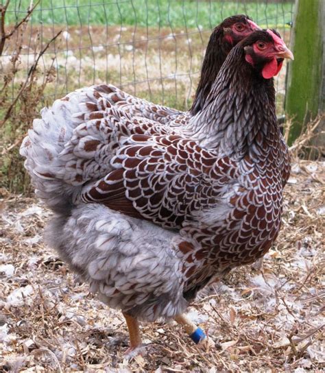 Blue Laced Gold Wyandotte Chicken : A-Peeling Eggs | Curbstone Valley ...