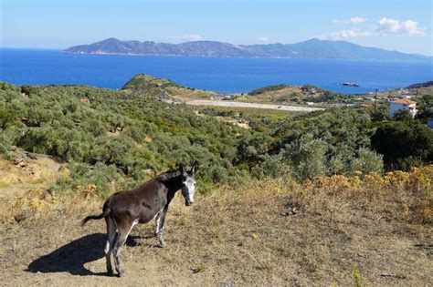 Skiathos Trail 04A - The Olive Trees Trail • Hiking Route » outdooractive.com