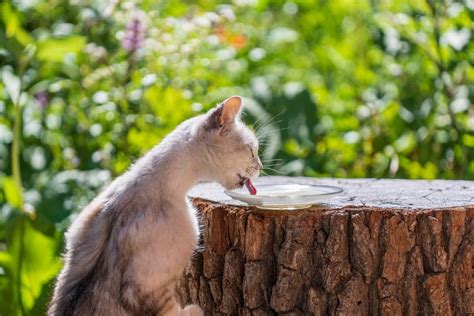 What to Feed a Stray Cat: Safe & Unsafe Food Options | PetMaximalist