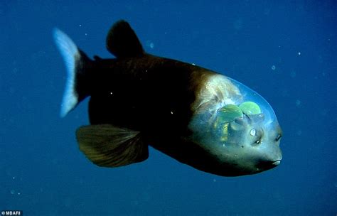 Alien-like fish with a translucent head that exposes its green eyes is ...