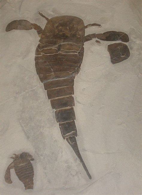 Eurypterid Fossil - Sea Scorpion Ancient Discoveries, Megafauna ...